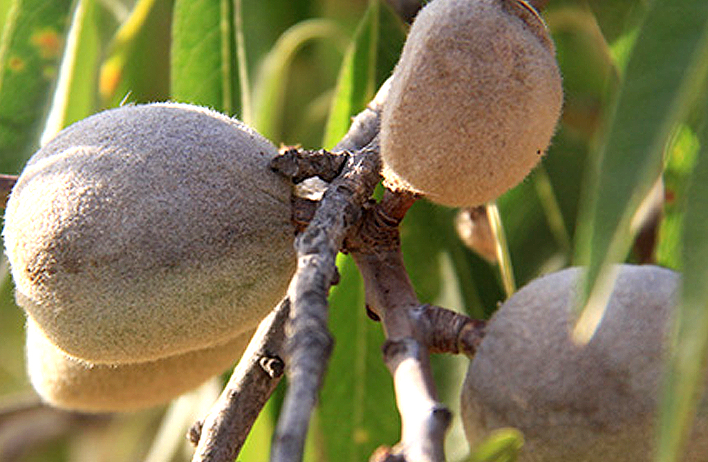 La Regin ser la tercera productora de almendra de Espaa pese a las lluvias intensas de primavera y a la sequa

