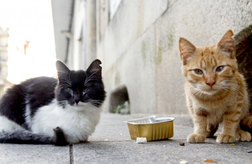 Casi 35.000 euros al ao servirn para la recogida de animales abandonados, vagabundos o extraviados