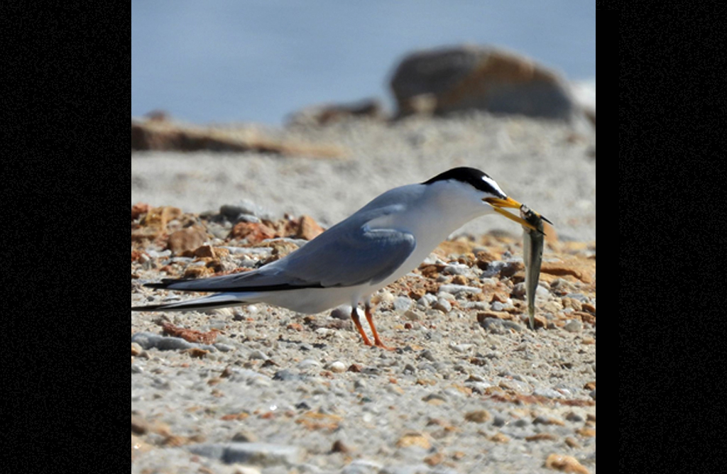 Sierra Espu�a acoger� una ruta guiada sobre las aves migratorias en el D�a Mundial de estos animales
