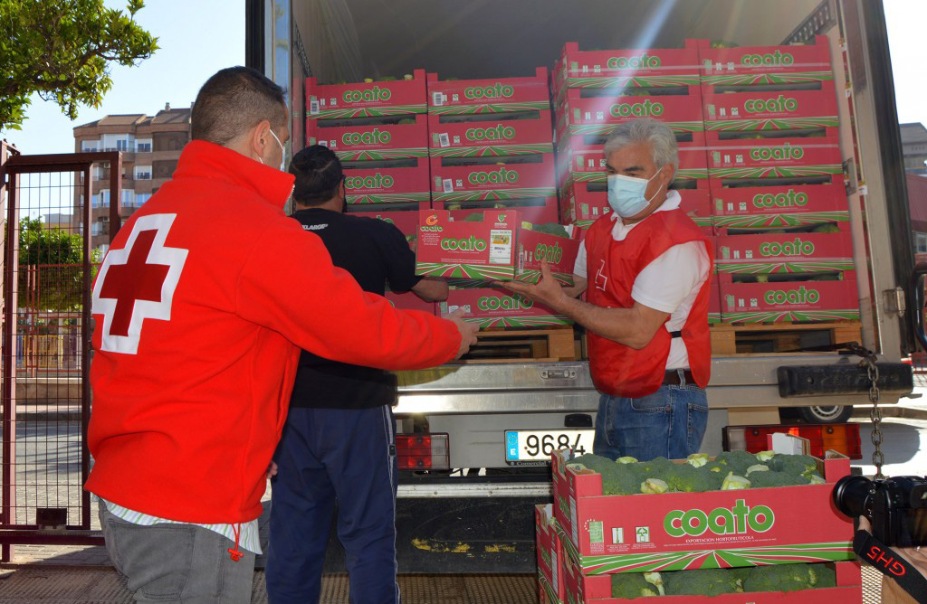 Coato realiza una donacion de 1.300 kilos de brcoli ecolgico a Cruz Roja Espaola