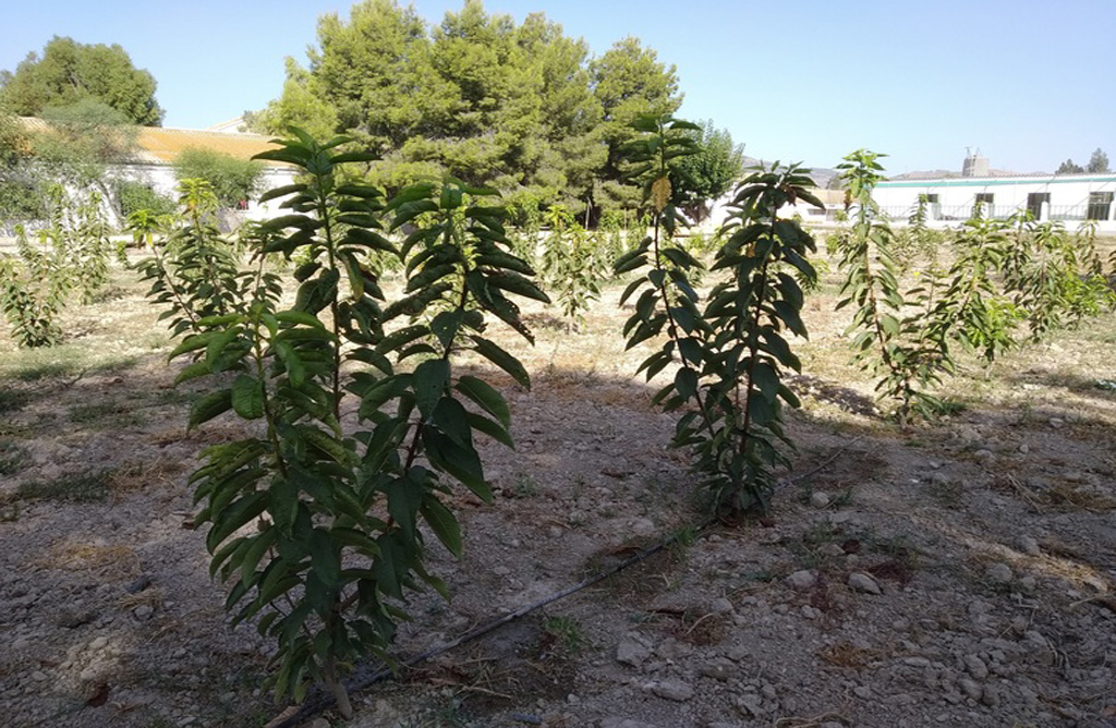 El proyecto para la obtencin de nuevas variedades de cerezo en el Valle del Guadalentn entra en su tercer ao con resultados positivos