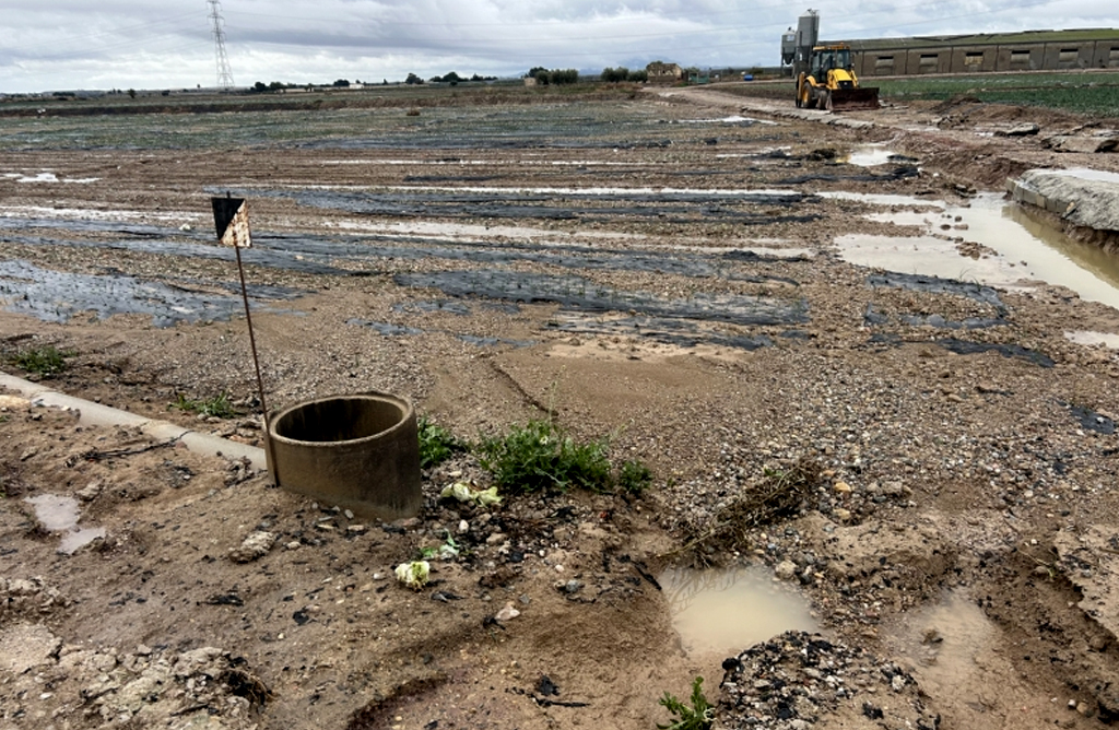 Los cultivos de lechuga, br�coli y alcachofa son los m�s perjudicados por el paso del temporal Emilia