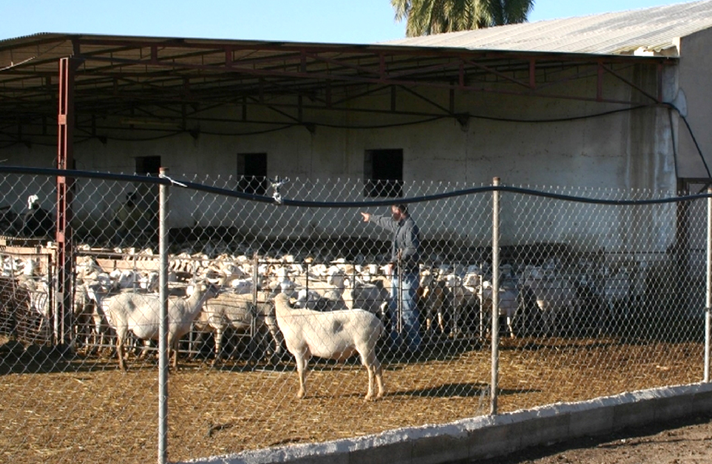 La nueva Ordenanza Municipal Reguladora de las Actividades Ganaderas, a debate