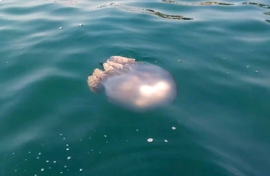Salud recomienda no entrar en contacto con las medusas de la orilla porque aún pueden causar picaduras