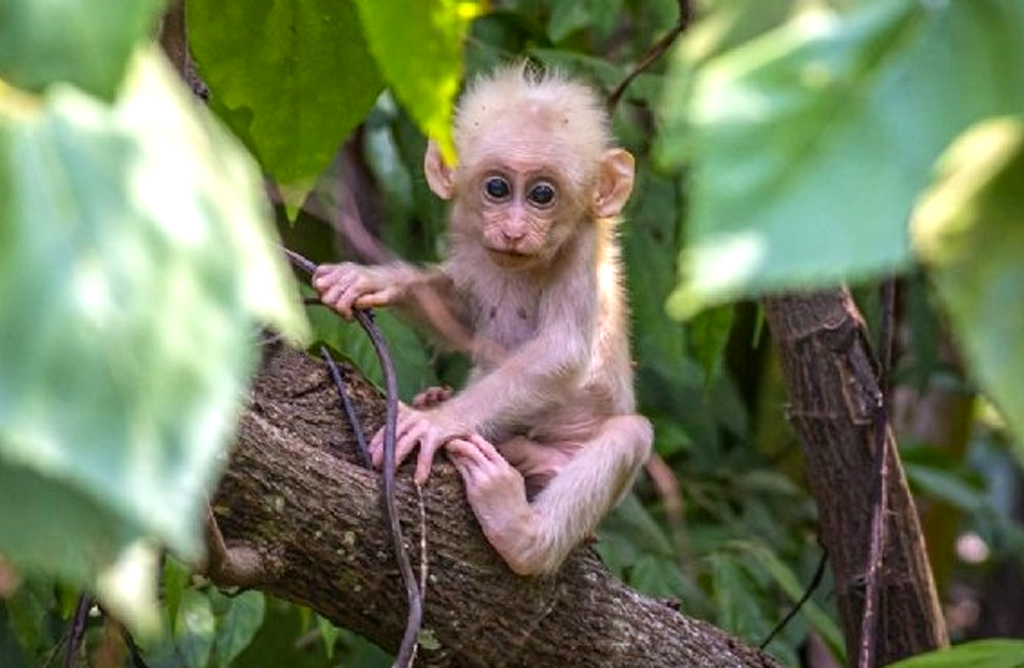 Sanidad prohbe la posesin de algunos animales peligrosos