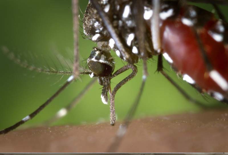 Salud intensifica la sensibilizacin para prevenir la proliferacin del mosquito tigre
