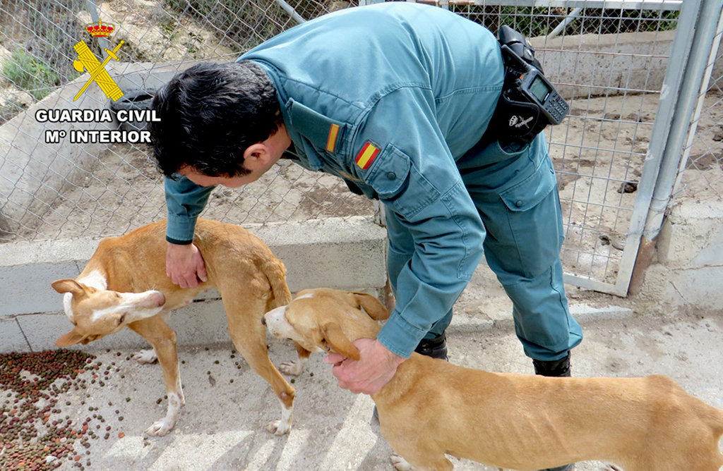 El Ayuntamiento de Totana ha tramitado varias licencias para la tenencia de animales peligrosos