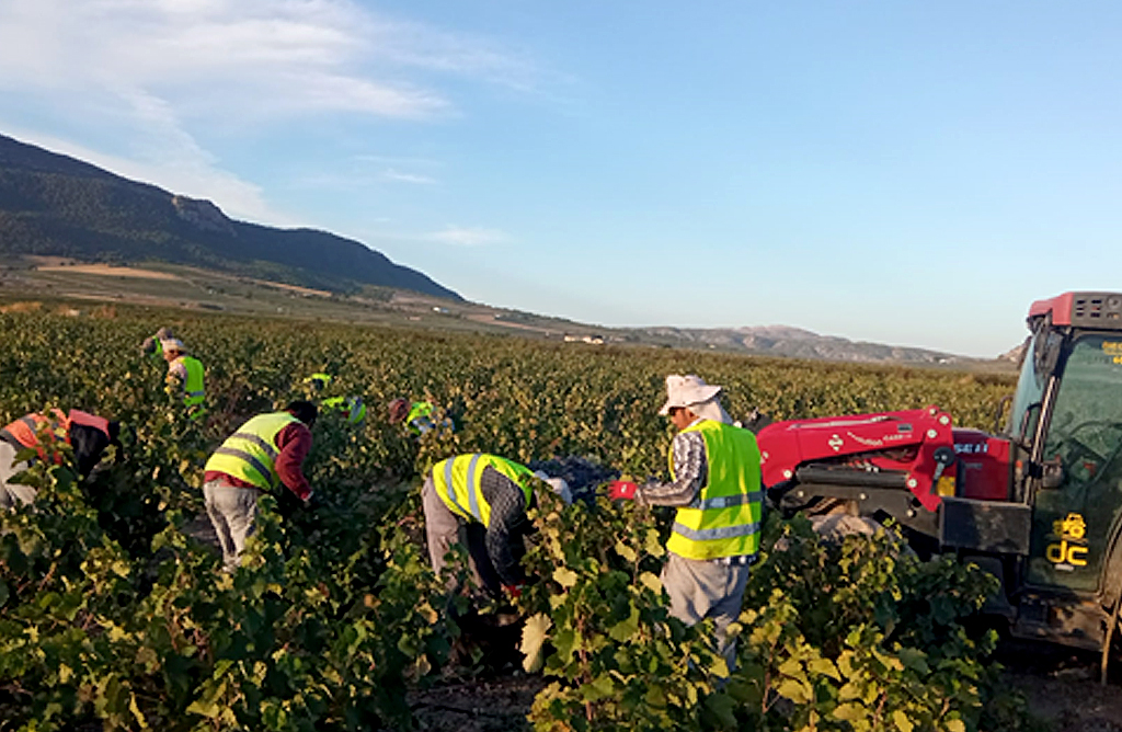 “Los viticultores de la DOP Jumilla podrían perder más de 1.700 euros por hectárea en esta vendimia”