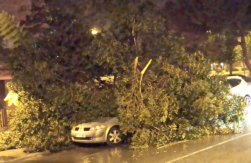 El fuerte viento provoca la caída de un árbol